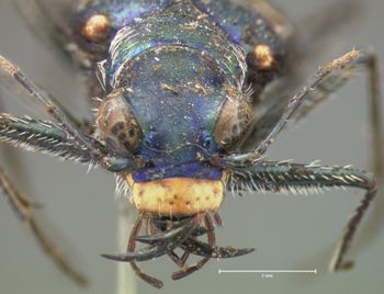Media type: image;   Entomology 14 Aspect: head frontal view